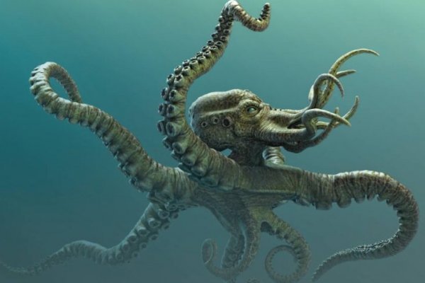 Kraken 12 att